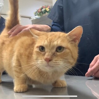 甘えん坊な茶トラ少年どておは食べすぎ注意