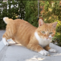 臆病で優しい茶白虎柄の野良猫くん