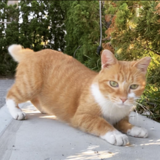 臆病で優しい茶白虎柄の野良猫くん