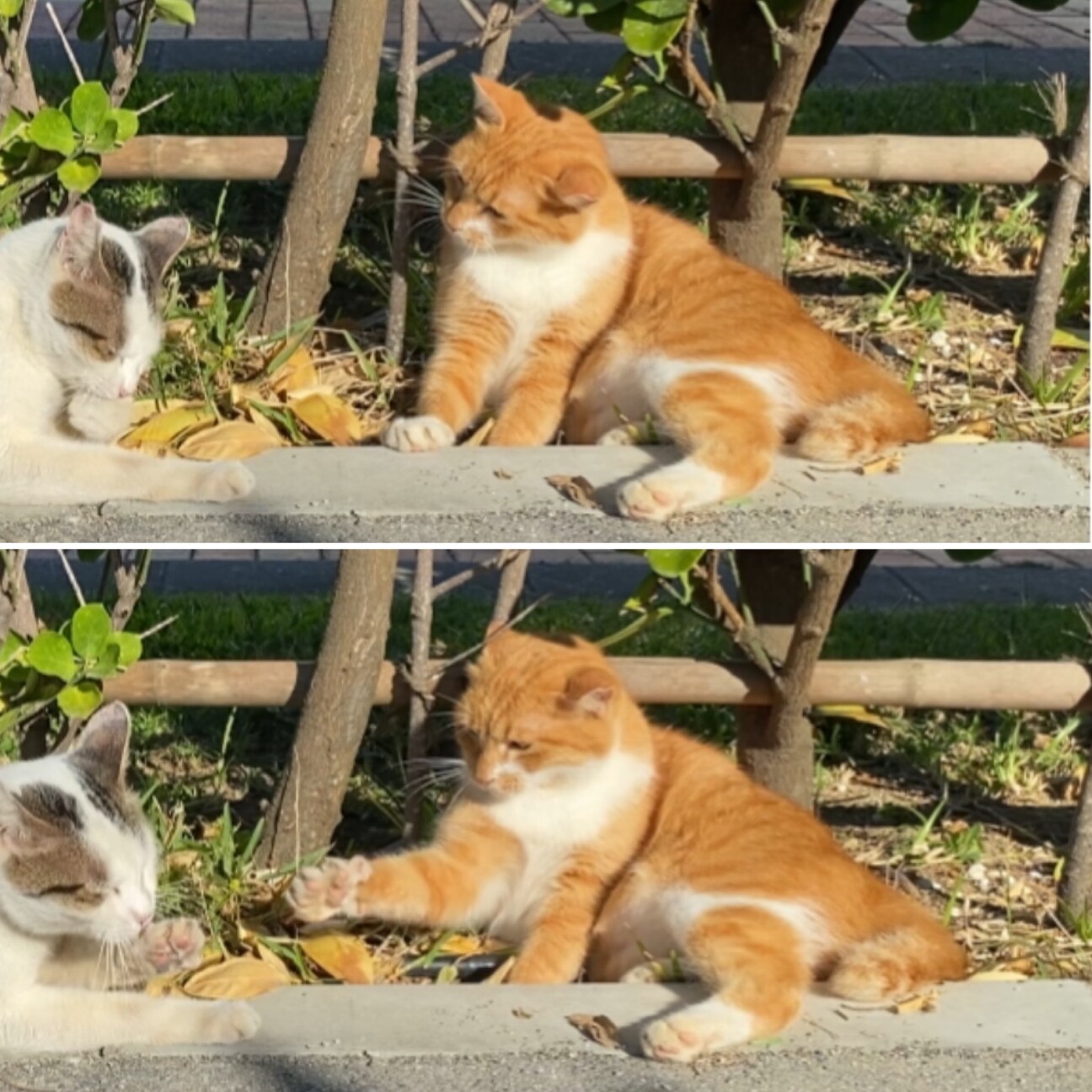 臆病で優しい茶白虎柄の野 沖縄県 猫の里親募集 ペットのおうち 月間利用者150万人