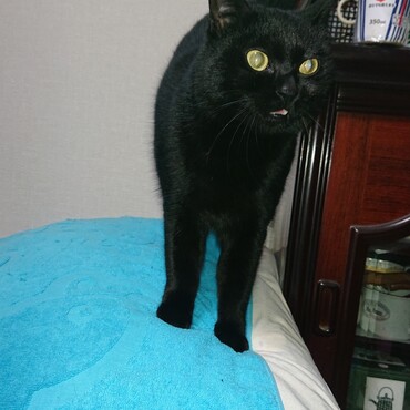 縦に伸びていくばかりで細長い猫だったのが、最近横に大きくなりました。