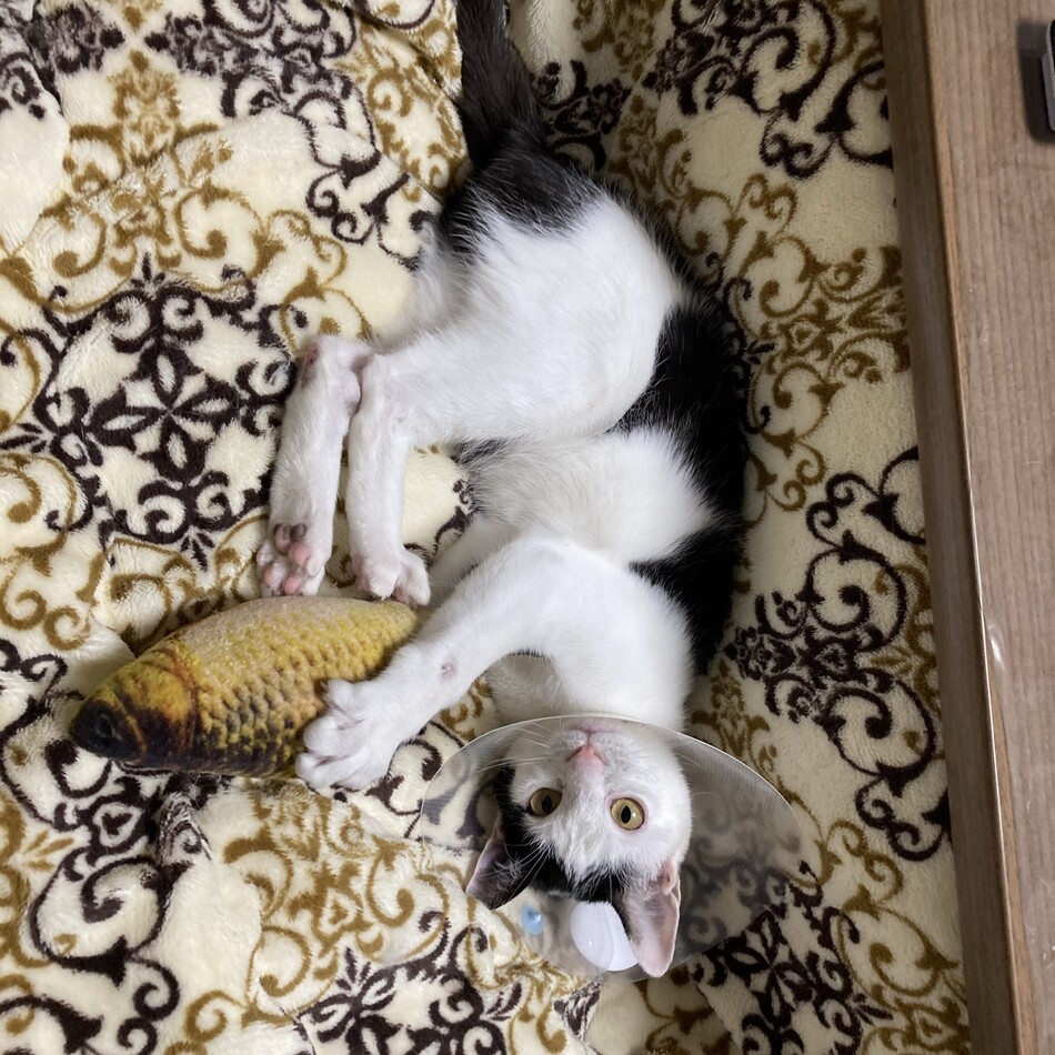 レイのカバー写真