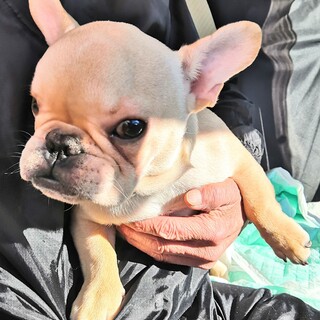 フレンチ男の子