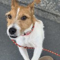 里親決定しました！元気で甘ったれなジャック