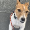 里親決定しました！元気で甘ったれなジャック サムネイル3