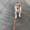 里親決定しました！元気で甘ったれなジャック サムネイル4