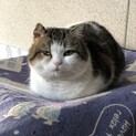 ミヌエット　甘えん坊の男の子