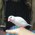 白文鳥 1歳10ヶ月 里親募集中