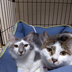 里親さんになることを希望される方へ