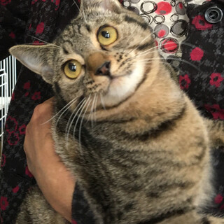 小柄でかまってもらうの大好き❤️あーちゃん