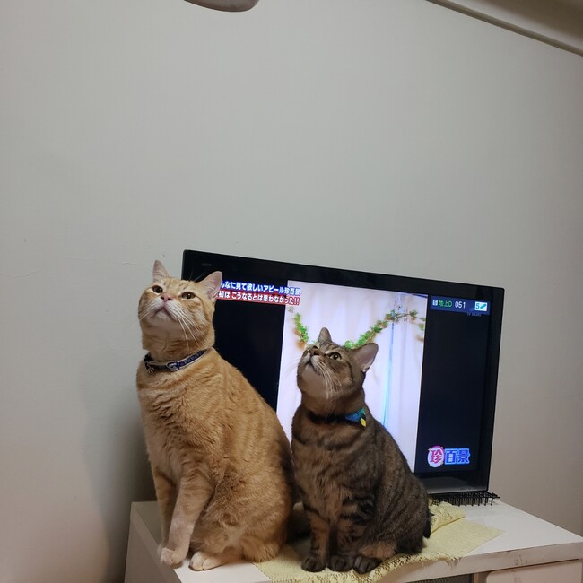 ひゅうまたぬのカバー写真