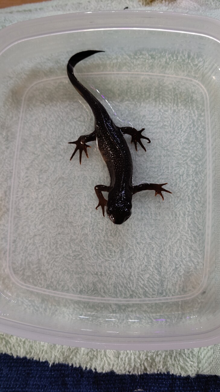 アカハライモリ 里親決ま 栃木県 爬虫類 他の里親募集 ペットのおうち 月間利用者150万人