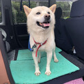 柴犬系人懐っこい優しい男の子♂3歳ぐらい
