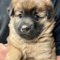 21-M51　可愛い仔犬君♪