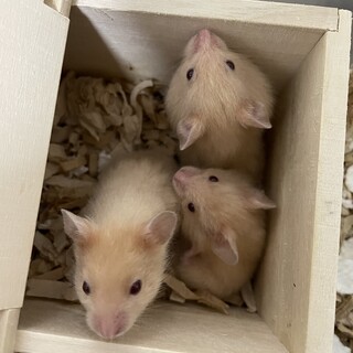 ゴールデンハムスター里親募集