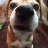 どんこたん