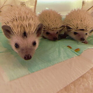ハリネズミ生後2ヶ月お譲りします。