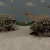 ハリネズミ生後2ヶ月お譲りします。 サムネイル2