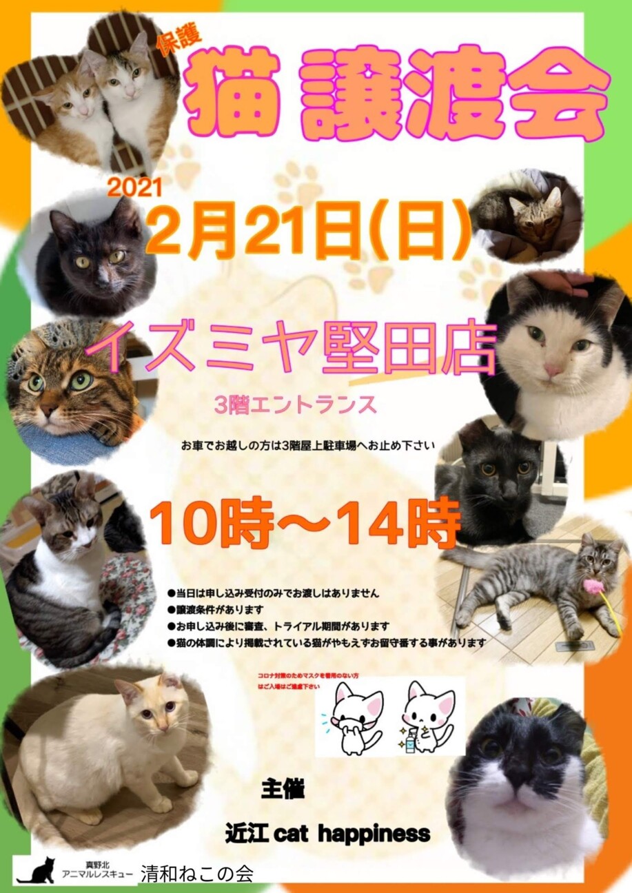 保護猫譲渡会 真野北アニマルレスキューのイベント 11688 ペットのおうち 月間利用者150万人