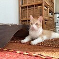 美猫のココちゃん