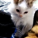 子猫もらってください