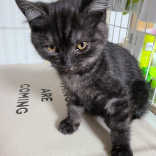 スコティッシュフォールド子猫2ヶ月