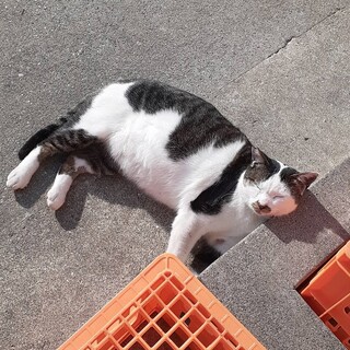 高速道路のパーキングエリアにいる猫さんです