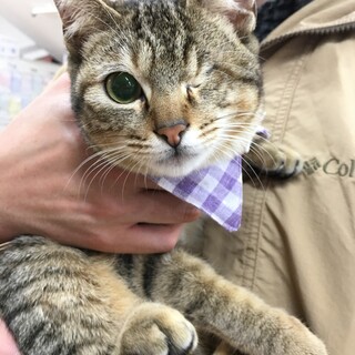 里親決定。人懐っこいロンちゃん
