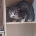 【急募】かわいい猫ちゃんたち