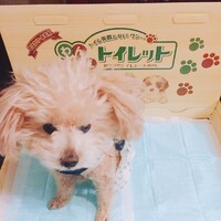 マカロン