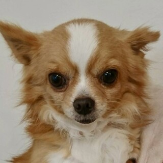 よこすか※その他備考欄を必ずお読みください※