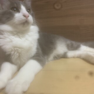 【トライアル中】生後5ヶ月まったりした男の子