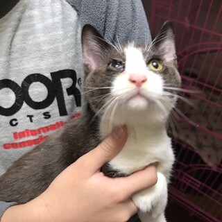 可愛いハチワレの男の子です