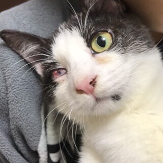 可愛いハチワレの女の子です