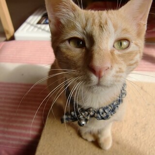 おっとり茶トラ君②