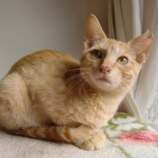 イケメン茶トラ君①