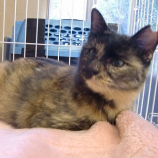 甘えん坊のさび猫ちゃん