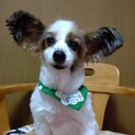 パピヨンのいまる