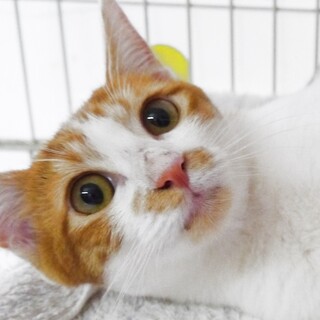 静かな女の子☆ちゃしろのつきみちゃん