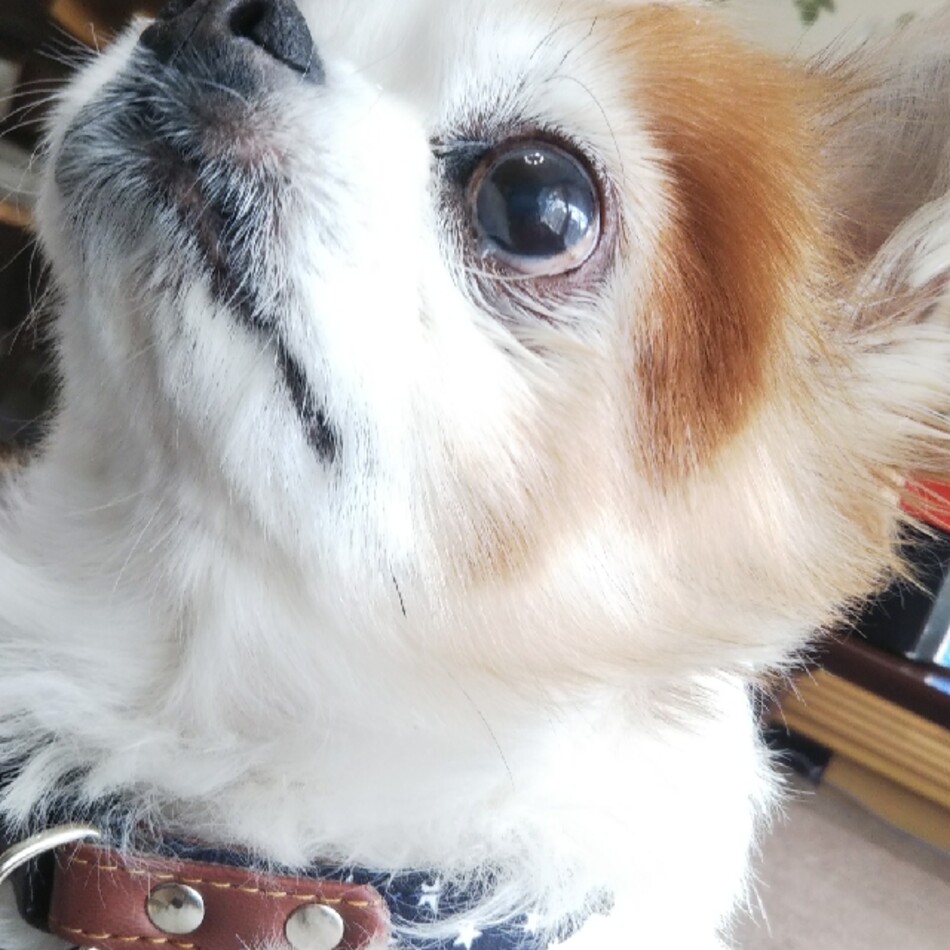 パピのカバー写真