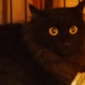 黒ペルシャ猫MIX銅色瞳 女の子