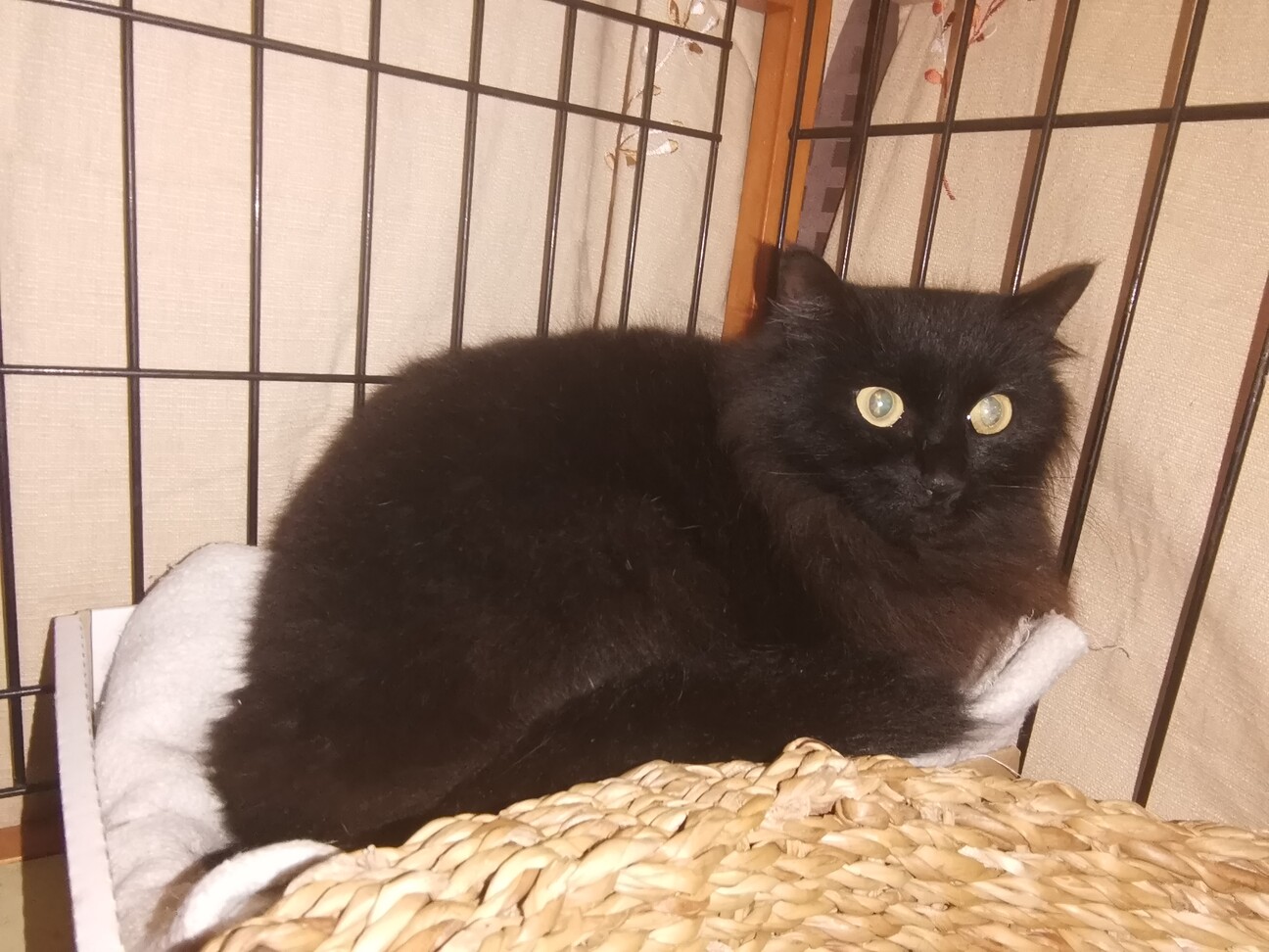 黒ペルシャ猫MIX銅色瞳 女の子 サムネイル2