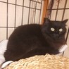黒ペルシャ猫MIX銅色瞳 女の子 サムネイル2