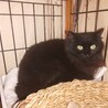 黒ペルシャ猫MIX銅色瞳 女の子 サムネイル3