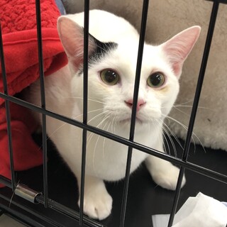 募集一時停止甘えん坊❤️白系男子アロー