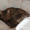 ふくおさ