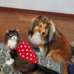 ラブラブしましょう