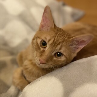 募集一時停止男前な茶トラ⭐️パンジー