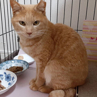 茶トラの男子「カール」祝決定