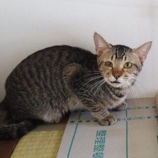 多頭飼育、ネグレストより救出した猫さんです